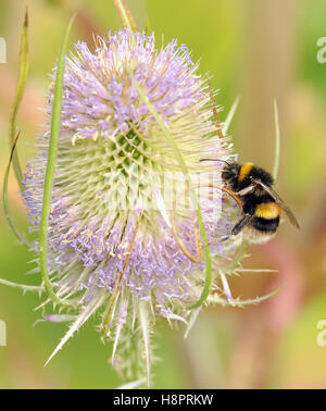 Lavoratore Buff-tailed Bumblebee (Bombus terrestris) sul selvaggio (Teasel Dipsacus fullonum) fiore di testa. Foto Stock