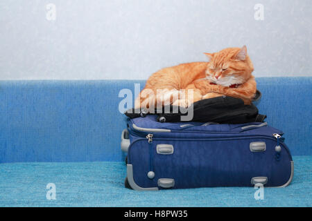 Il concetto di viaggio. Nizza zenzero domestico gatto dorme sulla valigia Foto Stock