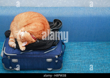 Il concetto di viaggio. Nizza zenzero domestico gatto dorme sulla valigia Foto Stock