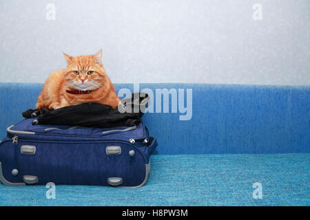 Il concetto di viaggio. Nizza zenzero domestico gatto in valigia Foto Stock