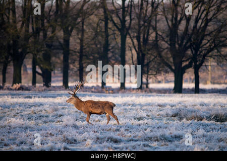 Cari al tramonto Richmond Park di Londra, Foto Stock