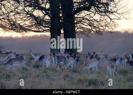 Cari al tramonto Richmond Park, London REGNO UNITO Foto Stock