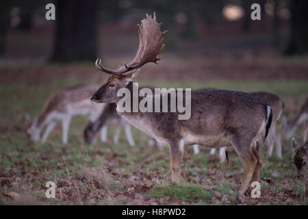 Cari al tramonto Richmond Park London, Regno Unito Foto Stock