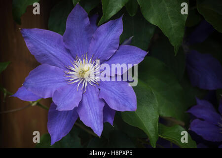 Bella la clematide in fiore