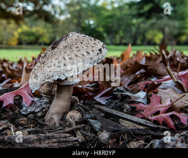 L'ombrellone fungo (Macrolepiota procera o Lepiota procera) è un basidiomicete fungo con un grande corpo fruttifero Foto Stock