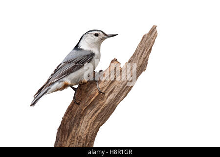 Un bianco-breasted picchio muratore pone con fiducia su un pezzo di driftwood. La multi colorata ala blu piume in modo preminente di contrasto di un Foto Stock