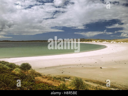 Gypsy Cove, Isole Falkland. 7 febbraio, 2003. Un appartato mezzaluna di sabbia bianca, Gypsy Cove è a 4 miglia da Port Stanley a nord-ovest di Yorke Bay nelle isole Falkland, spesso frequentato da turisti e i pinguini di Magellano. © Arnold Drapkin/ZUMA filo/Alamy Live News Foto Stock