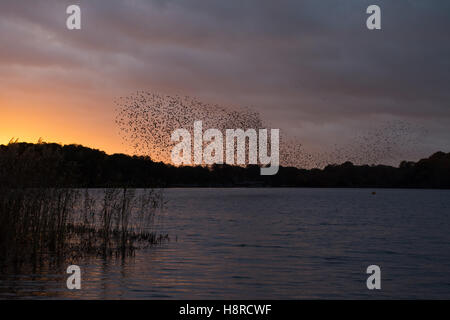 Murmormurazione stellare su Frensham Great Pond a Surrey, Inghilterra, Regno Unito al tramonto. Grande gregge di stelle (Sturnus vulgaris). Foto Stock