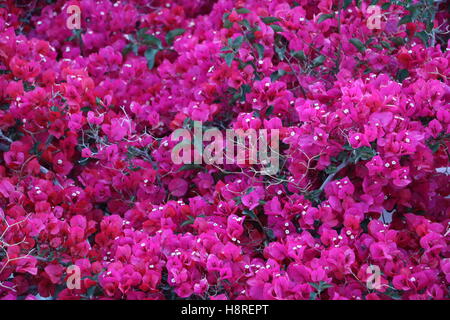 Viola vibranti fiori di Bouganville con foglie verdi sbirciando attraverso Foto Stock