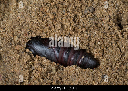 Abendpfauenauge, Puppe, Abend-Pfauenauge, Smerinthus ocellata, Smerinthus ocellatus, Eyed Hawk-Moth, Eyed Hawkmoth, pupa, crisalidi, Foto Stock