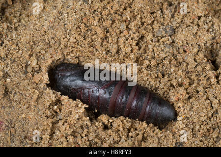 Abendpfauenauge, Puppe, Abend-Pfauenauge, Smerinthus ocellata, Smerinthus ocellatus, Eyed Hawk-Moth, Eyed Hawkmoth, pupa, crisalidi, Foto Stock