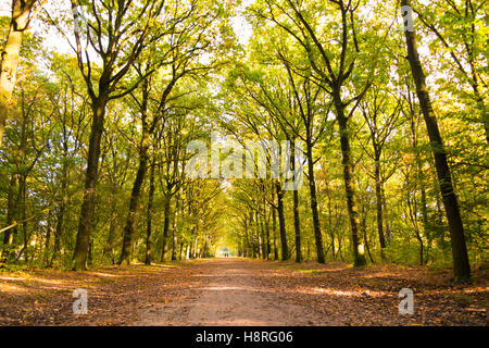 Strada sterrata coperta con caduta foglie e tronchi di alberi in una giornata di sole in autunno, 's Graveland, Paesi Bassi Foto Stock
