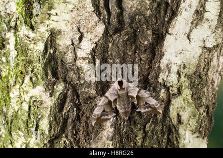 Abendpfauenauge, Abend-Pfauenauge, Smerinthus ocellata, Smerinthus ocellatus, Eyed Hawk-Moth, Eyed Hawkmoth, Le Sphinx demi-paon Foto Stock