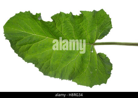 Klettenblatt, Filzige Klette, Filzklette, Wollkopf-Klette, Arctium tomentosum, lanosi bardana, roverella, bardana Hairy Bardana, la Foto Stock