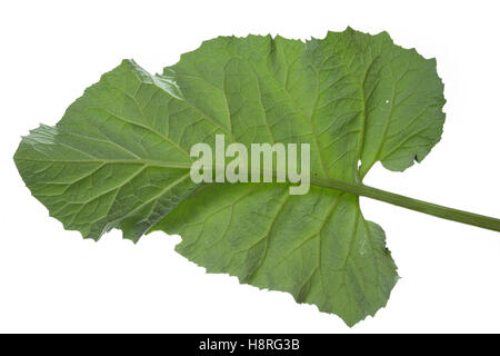 Klettenblatt, Filzige Klette, Filzklette, Wollkopf-Klette, Arctium tomentosum, lanosi bardana, roverella, bardana Hairy Bardana, la Foto Stock