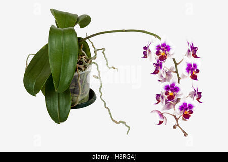 Studio shot isolato al di sopra di vista di vasi colorati cerise phalaenopsis orchid foglie verdi e radici Foto Stock