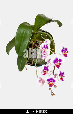 Studio shot isolato al di sopra di vista di vasi colorati cerise phalaenopsis orchid foglie verdi e radici Foto Stock