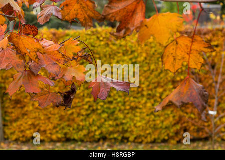 Foglie appassite su Acer platanoides Crimson King, viola per tutta l'estate, girare le sfumature più morbido in autunno & beech hedge dietro Foto Stock