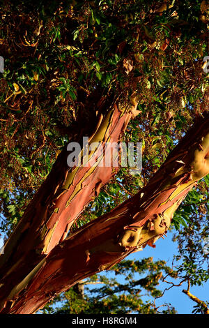 Un'immagine verticale di un Pacific Madrone, albero di corbezzolo (Arbutus menzeisii) è il solo nativo di latifoglie albero sempreverde in Canada, g Foto Stock