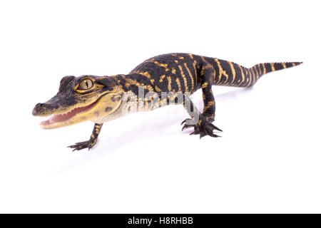 Il coccodrillo americano,Alligator mississippiensis Foto Stock
