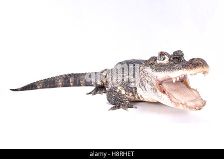 Alligatore cinese, Alligator sinensis Foto Stock