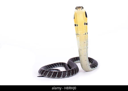 Re cobra, Ophiophagus hannah Foto Stock