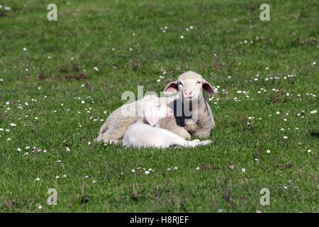 Agnelli sdraiati su pascolo farm scena Foto Stock