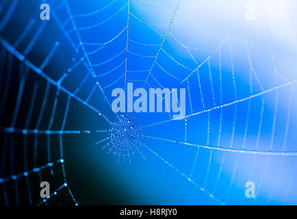 Macro astratta di un umido spiderweb con gocce di rugiada Foto Stock