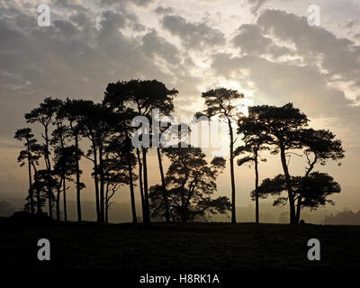 Bassa luce della sera dietro stand di alberi di pino in brumoso paesaggio invernale con cielo nuvoloso Crosby Ravensworth Cumbria Inghilterra England Regno Unito Foto Stock