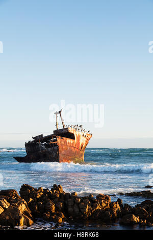 Africa; Sud Africa; African; Western Cape; Agulhas; Parco Nazionale; Agulhas National Park; a sud; Sud; Southernmost; T Foto Stock