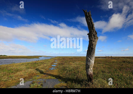 Vecchi pali in legno a Thornham porto sulla Costa North Norfolk. Foto Stock