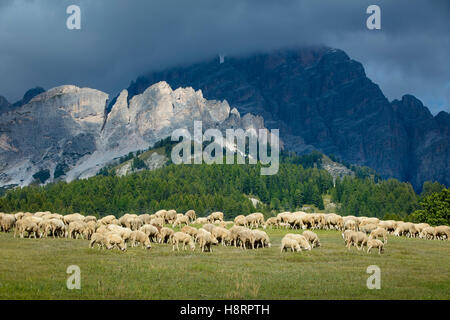 Pecore al pascolo su una collina sotto i picchi delle montagne dolomitiche vicino a Cortina d'Ampezzo, Veneto, Italia Foto Stock