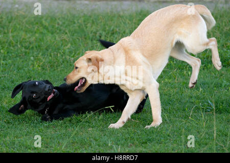 Nero e Giallo Labrador retriever giocando Foto Stock
