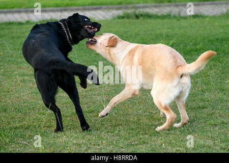 Nero e Giallo Labrador retriever giocando Foto Stock