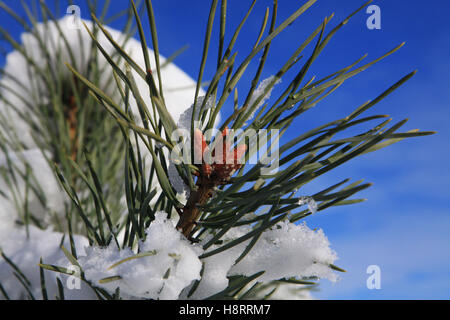 Rami di abete cosparso leggermente con la neve in gennaio Foto Stock