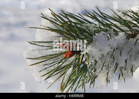 Rami di abete cosparso leggermente con la neve in gennaio Foto Stock