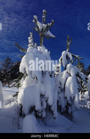 Rami di abete cosparso leggermente con la neve in gennaio Foto Stock