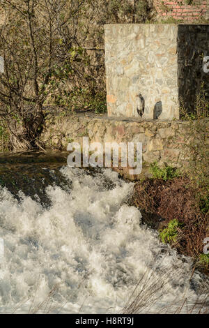 Heron essiccazione al sole sulla riva del fiume Jerte cascata in Plasencia, Caceres, Estremadura, Spagna, Europa. Foto Stock