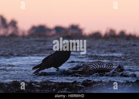 Raven si siede sullo scheletro Foto Stock