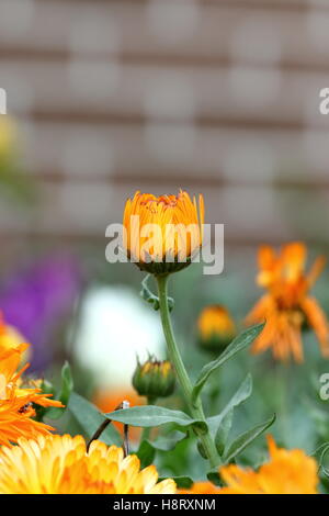 Close up di Calendula o noto anche come calendula officinalis germoglio di fiore di apertura Foto Stock