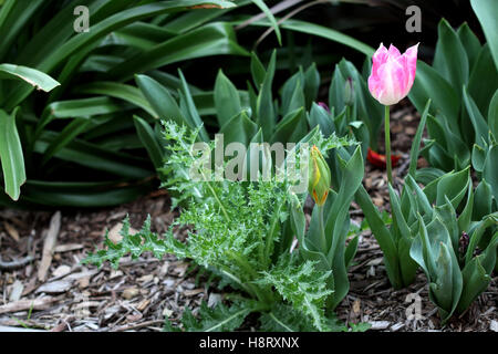 Close up Sonchus asper o noto anche come fico d'India Sow Thistle cresce accanto ai tulipani Foto Stock