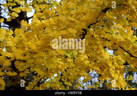 Foglie di Ginkgo Biloba tree Maidenhair tree retro illuminato in autunno Foto Stock