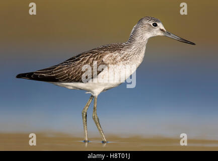 Comune (greenshank Tringa nebularia) rovistando in acque poco profonde in zona umida Foto Stock