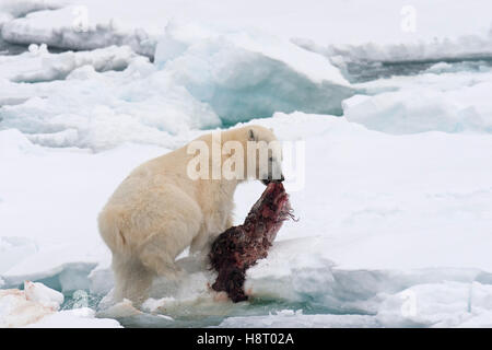 Giovane maschio orso polare (Ursus maritimus) alimentazione sui resti di una guarnizione ucciso sulla banchisa Foto Stock