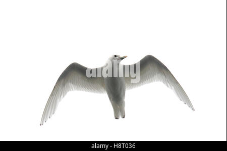 Gabbiano avorio (Pagophila eburnea) in volo contro uno sfondo bianco Foto Stock