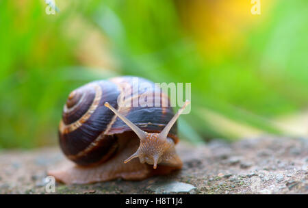 Lungo marrone grande lumaca Guscio rotondo con strisce e con lunghe corna strisciando sul bordo della pietra closeup Foto Stock