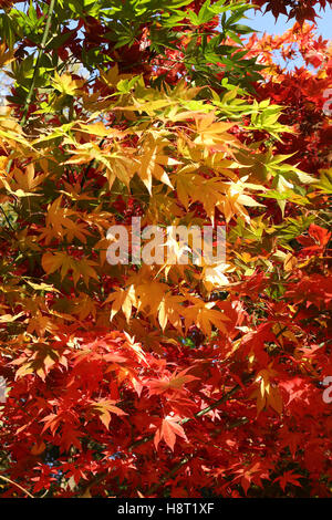 Acero di autunno foglie di albero Foto Stock