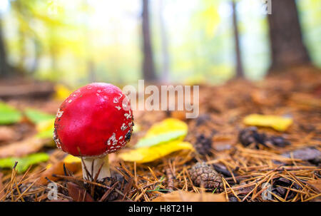 Ritratto di close-up di un'Amanita fungo velenoso in natura Foto Stock