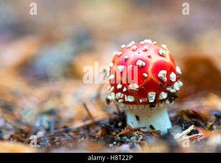 Ritratto di close-up di un'Amanita fungo velenoso in natura Foto Stock