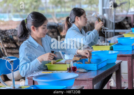 Il vietnamita ragazze che lavorano in una Pearl Farm a Halong Bay, Vietnam, Indocina, Asia Foto Stock